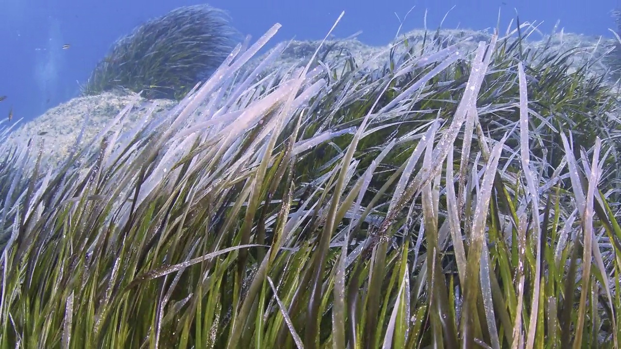 海洋草-Posidonia Oceanica视频下载