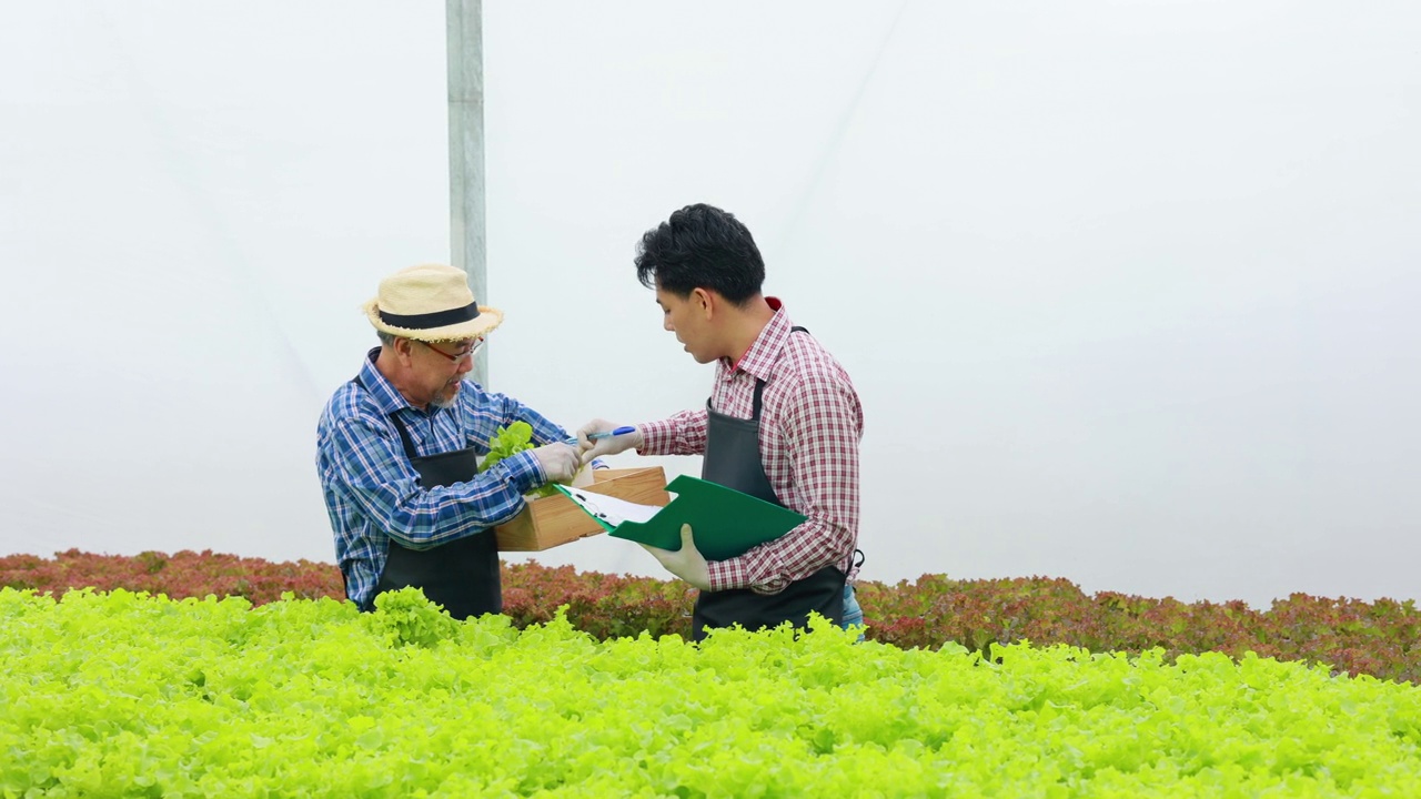 小企业主和创业概念。亚洲资深男性农民和年轻男性工人在水培蔬菜农场工作。视频下载