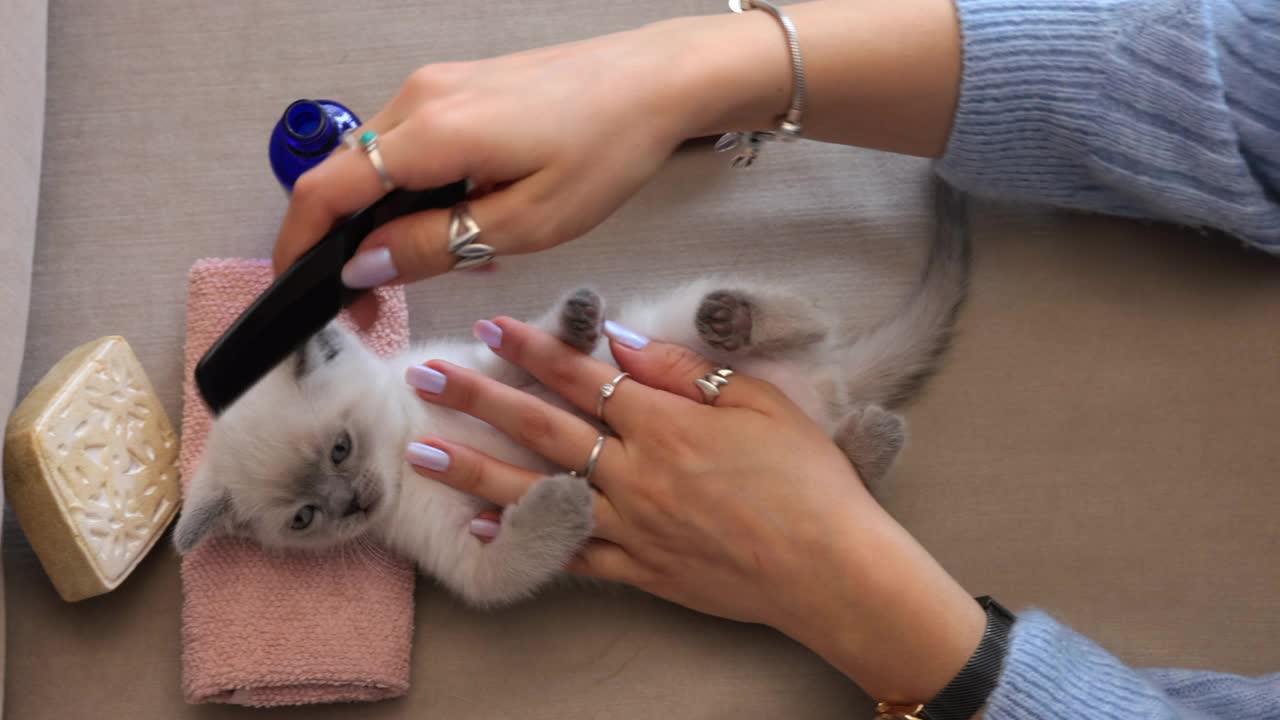 猫主人用梳子给小猫梳洗视频下载