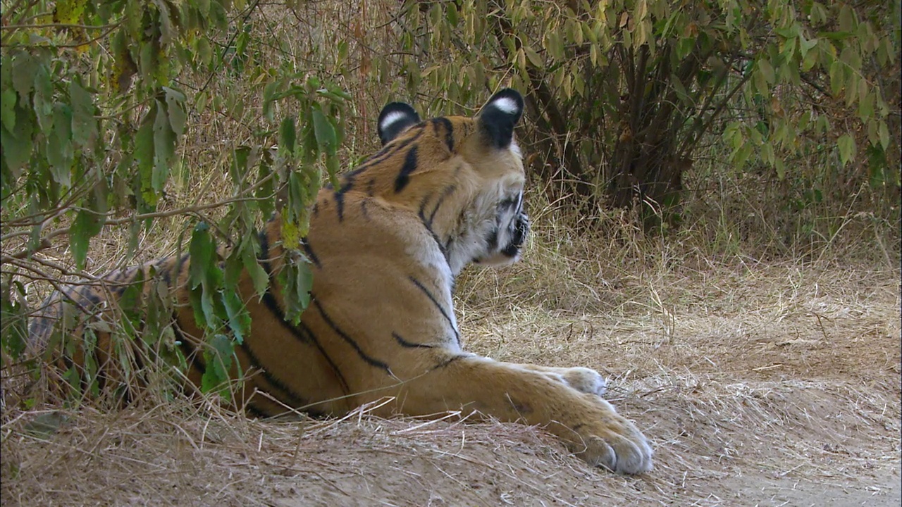 老虎在灌木丛旁休息，看向别处打哈欠——后景/中景视频下载