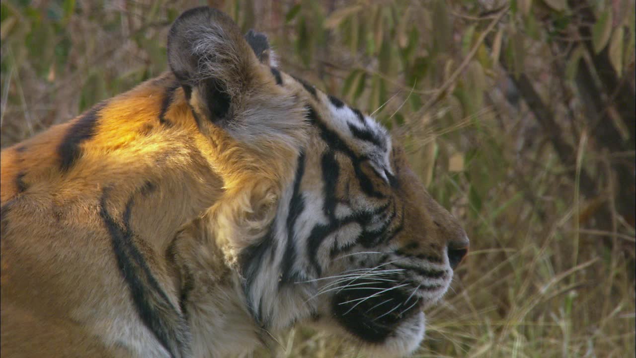 著名的老虎machli放松和嗅东西-近距离拍摄视频下载