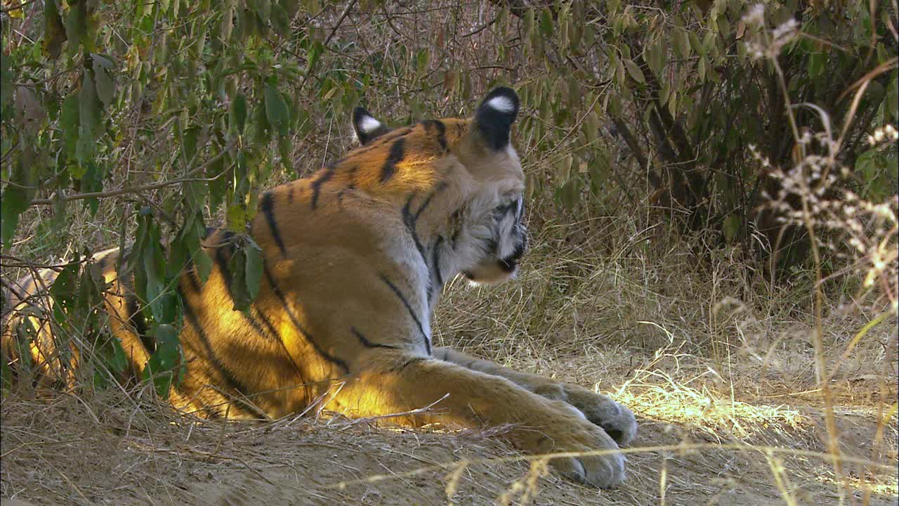 老虎坐在灌木丛旁，看向别处——中景视频下载