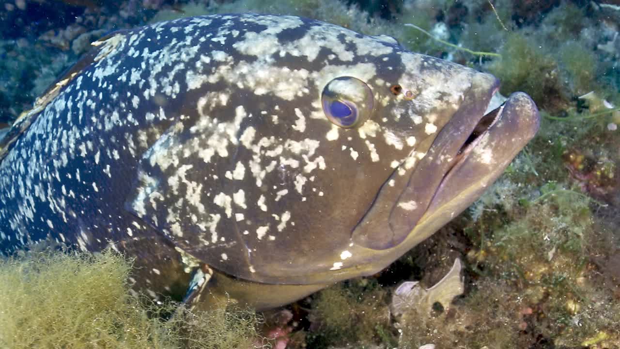 忧郁的Grouper-Epinephelus有边缘的视频下载