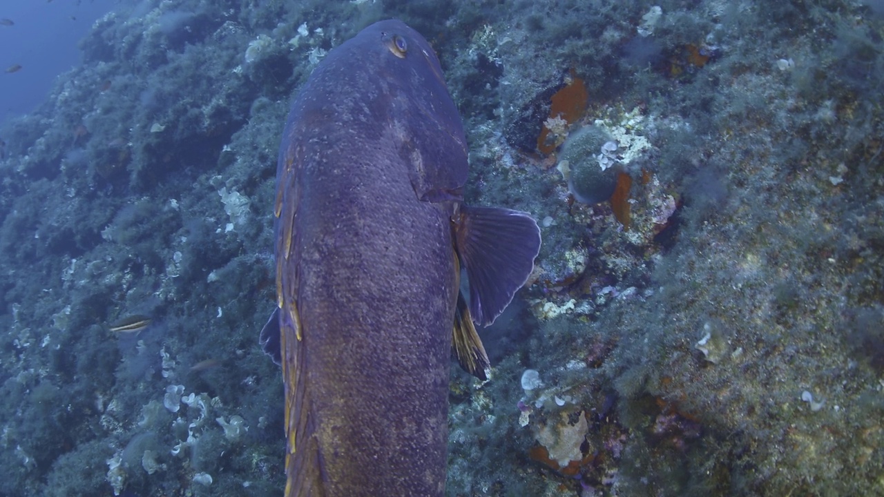 忧郁的Grouper-Epinephelus有边缘的视频下载