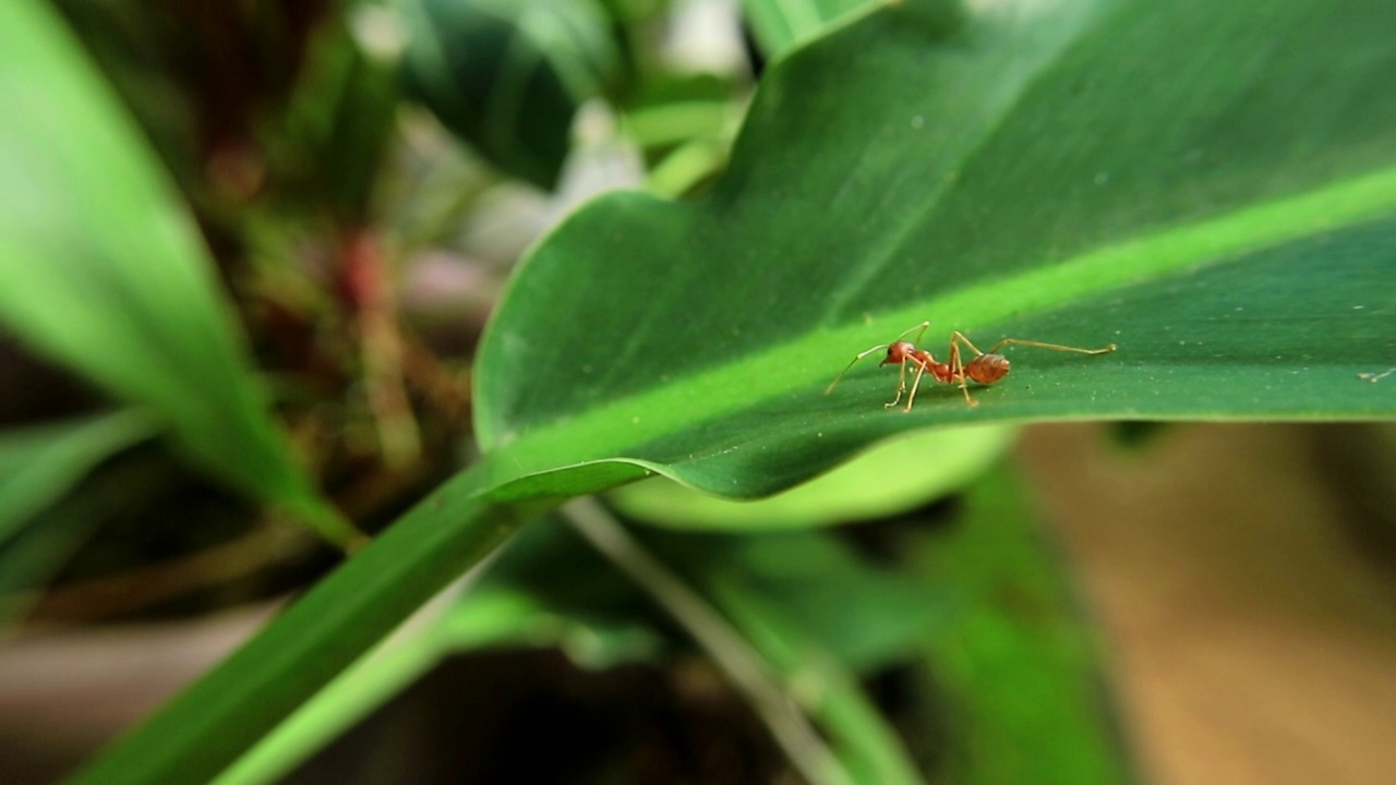 叶子上的红蚂蚁视频素材