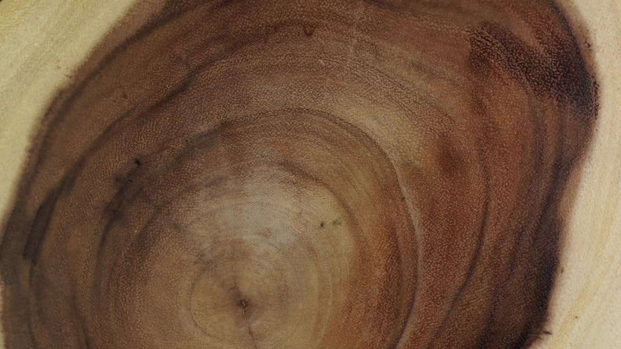 木圆形树桩树干背景从顶部。锯横截面砍树木材旋转。视频素材