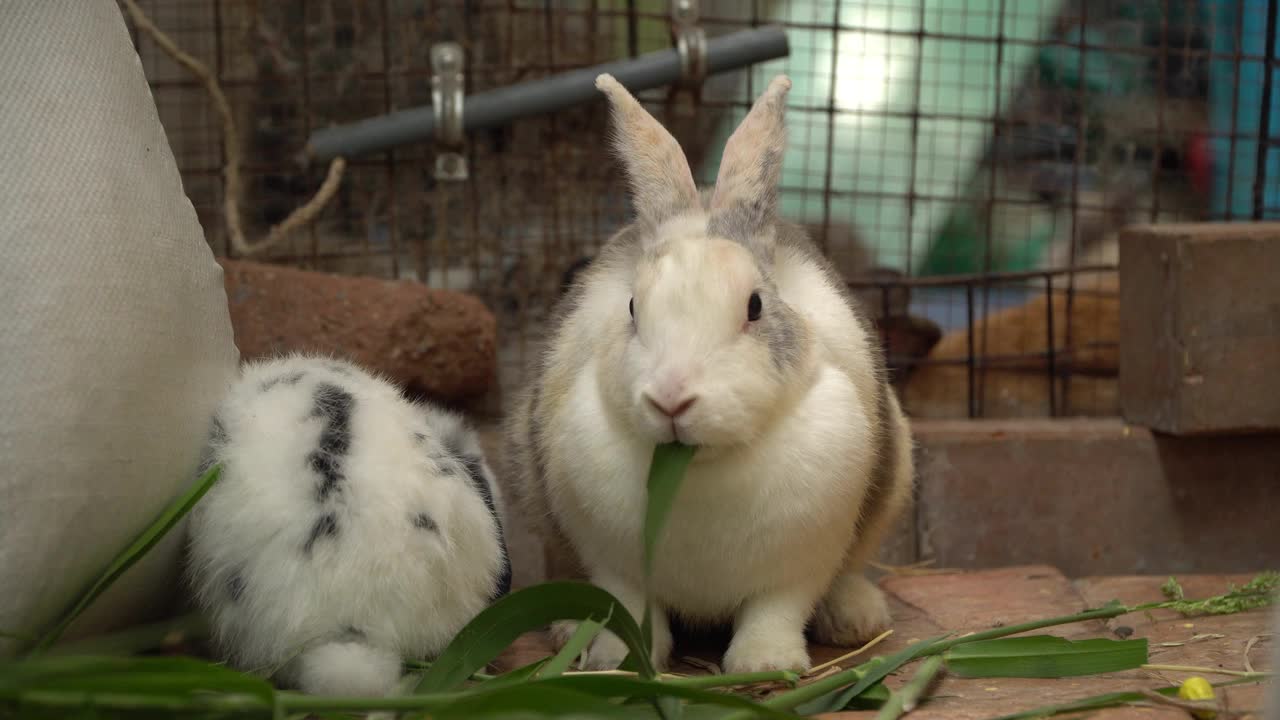在养兔场里，一群毛茸茸的可爱小兔子正津津有味地吃着绿叶视频素材
