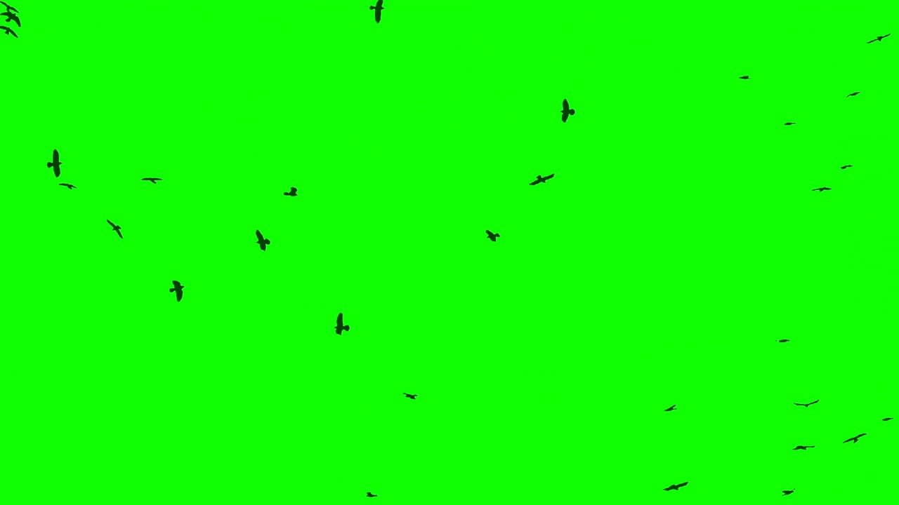 绿色屏幕上的鸟群。一群排成不完美队形的乌鸦。排成队形飞行的鸟。迁徙的鸟类。一大群鸟。野生动物慢动作100帧/秒视频视频素材