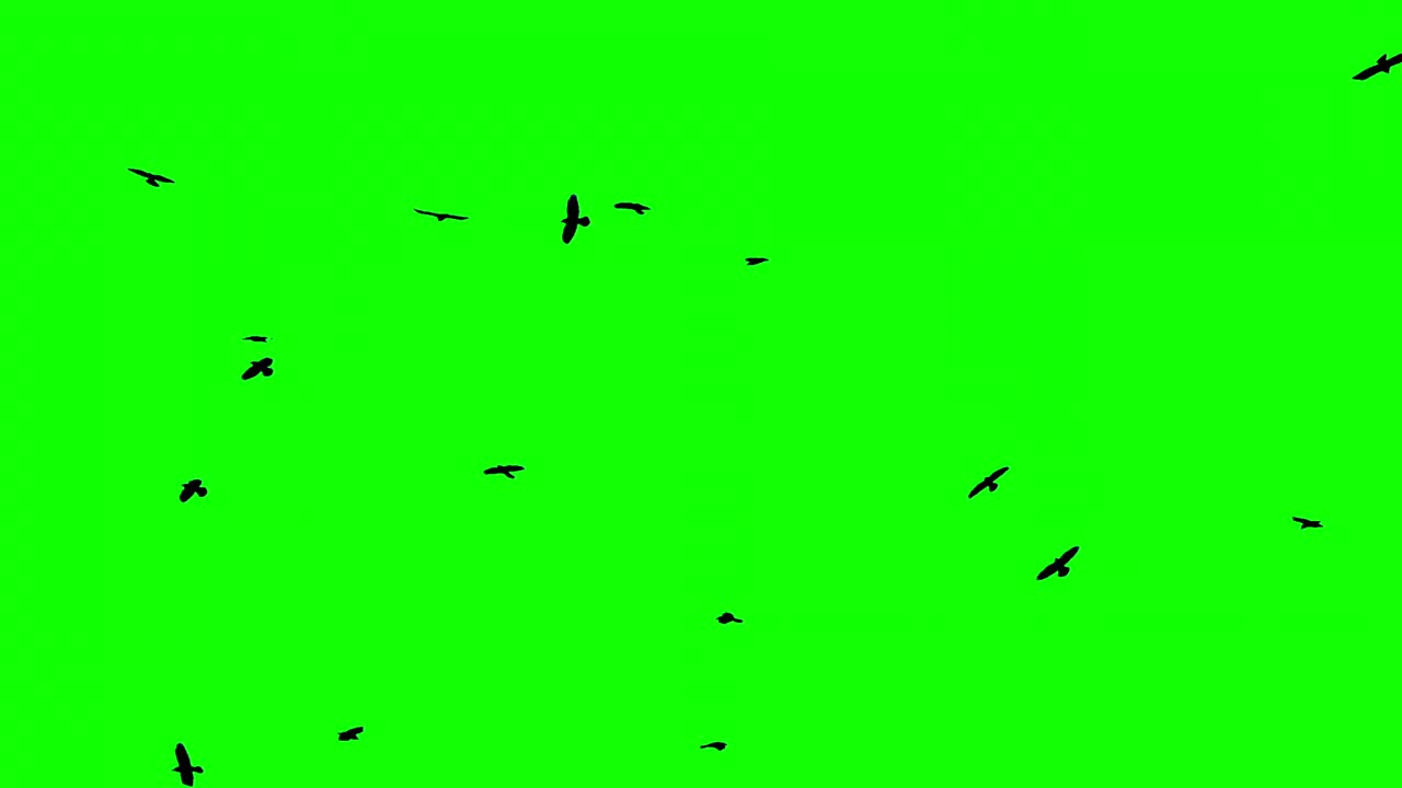 绿色屏幕上的鸟群。一群排成不完美队形的乌鸦。排成队形飞行的鸟。迁徙的鸟类。一大群鸟。野生动物慢动作100帧/秒视频视频素材