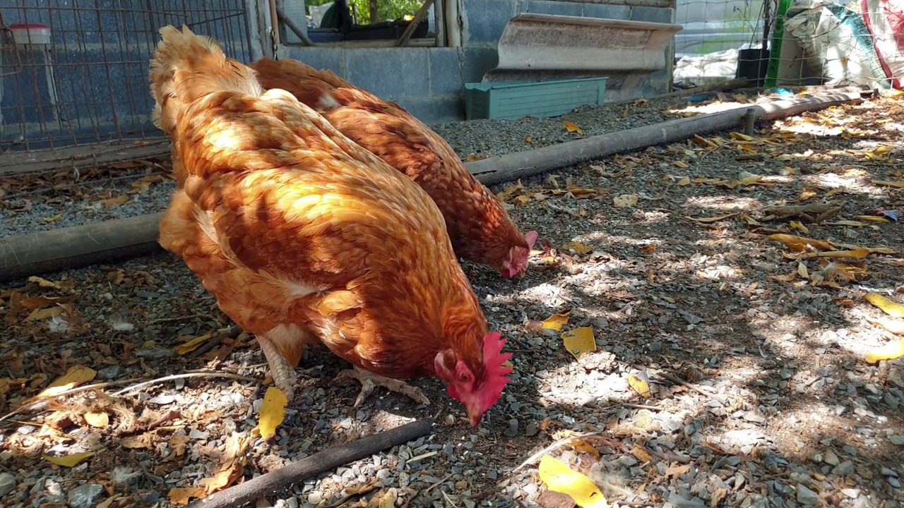 在有机农场的地上寻找食物的母鸡。视频下载
