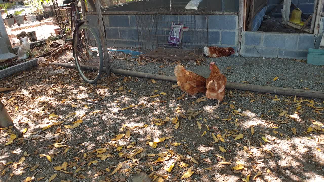 母鸡在有机农场的地面上寻找食物。视频素材