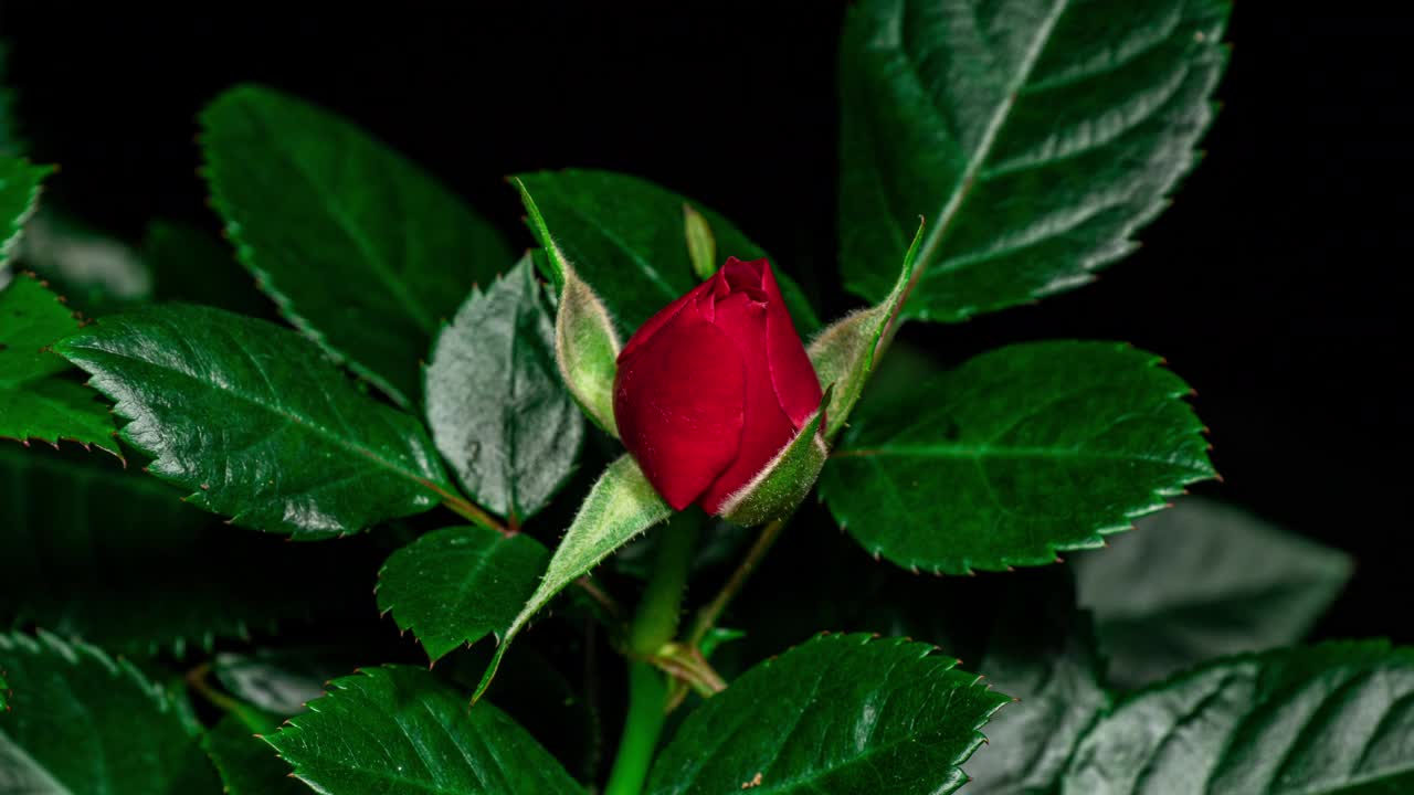 红玫瑰植物盛开的花在时间推移上的黑色背景。一朵花在时间的推移中开放花蕾和移动花瓣视频素材