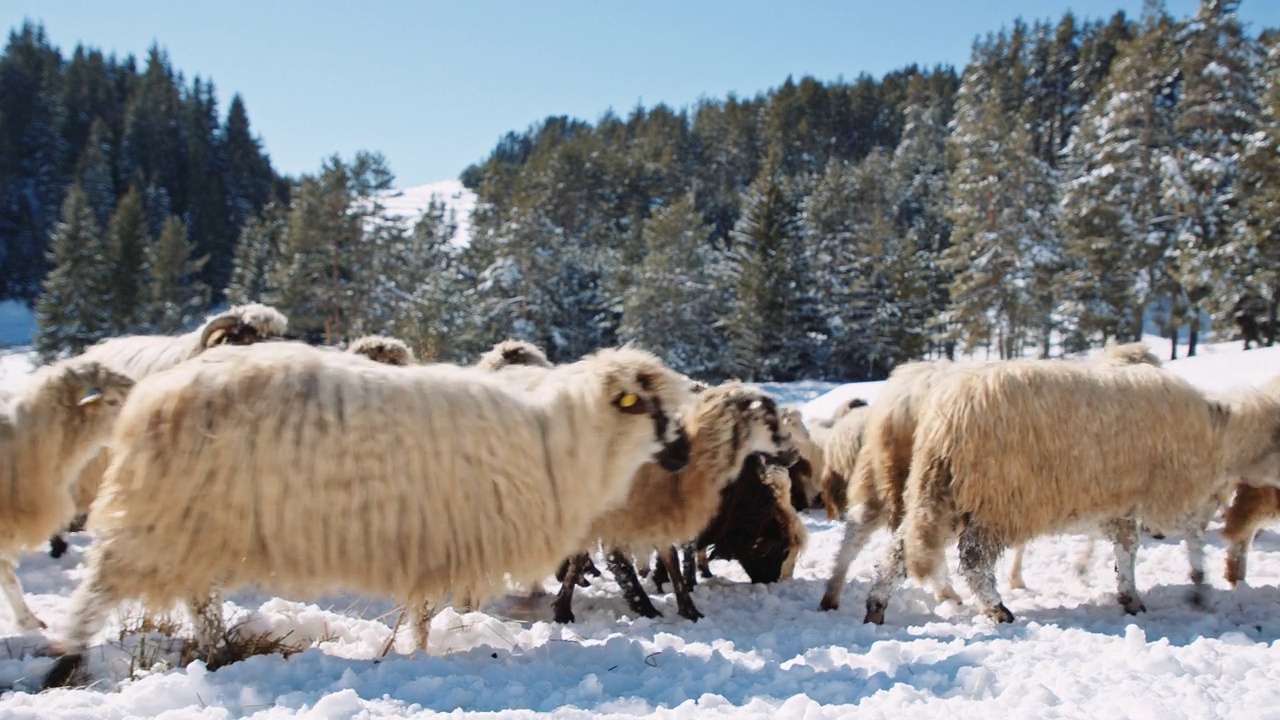 羊养殖。一群羊在山上被雪覆盖的牧场上吃草。视频素材