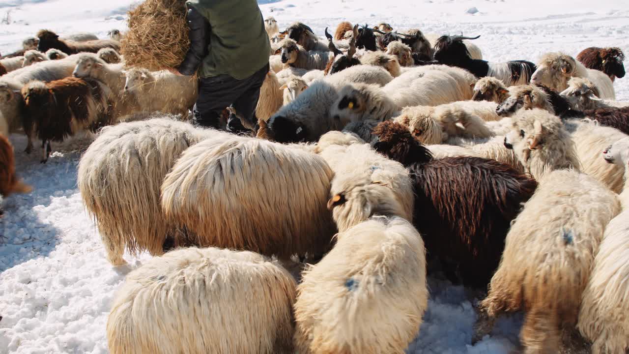 羊养殖。牧羊人带着羊群在雪山的牧场上吃草。传统畜牧业。5夹包。视频素材