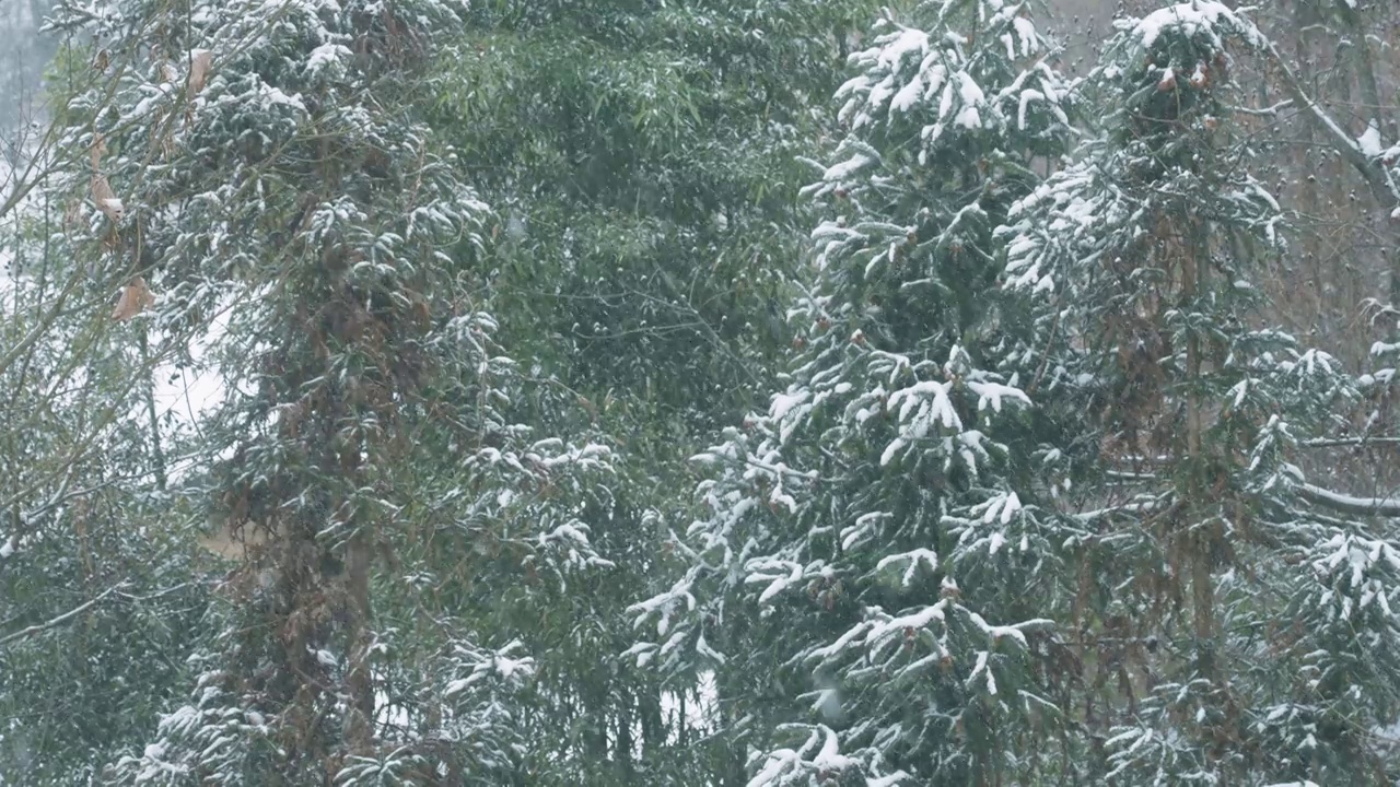 雪在雪中覆盖着云杉视频素材