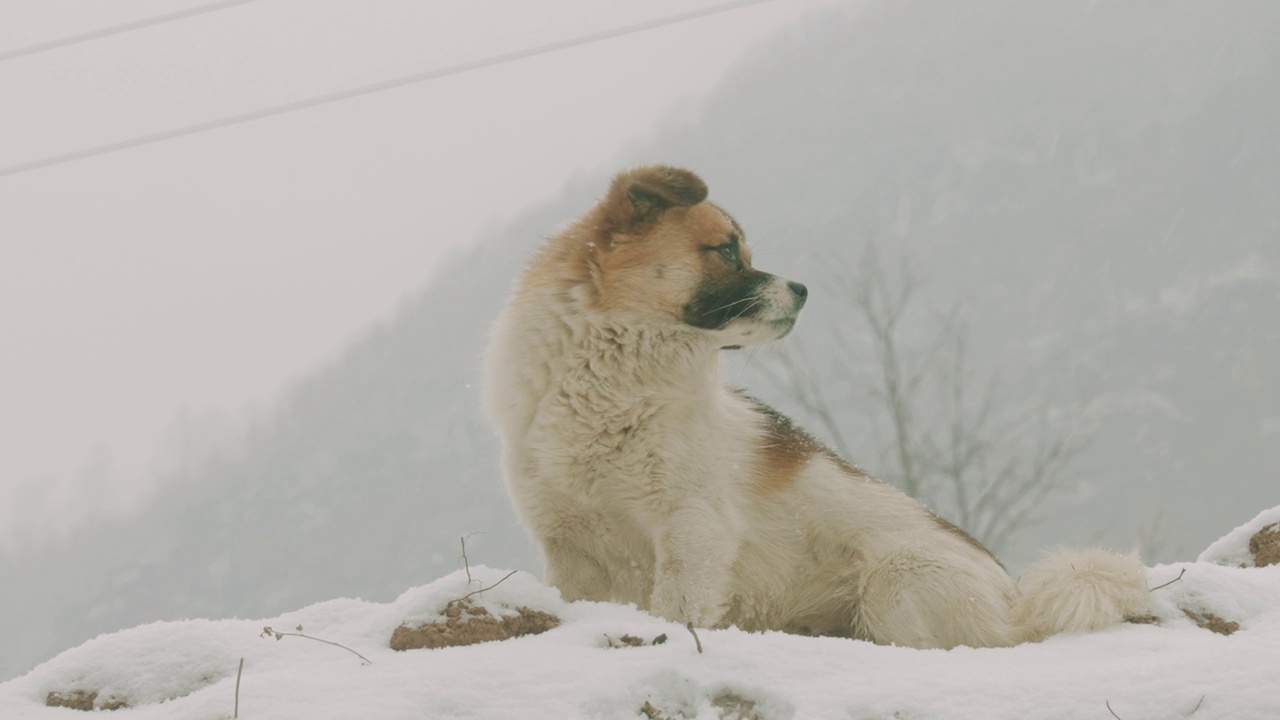 狗在雪地视频下载