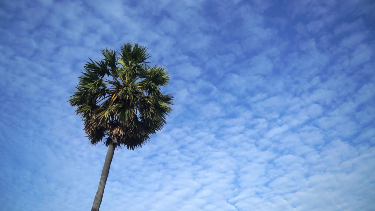 棕榈树上有美丽的蓝天和白云。视频素材