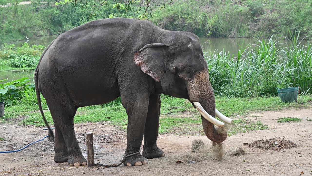 大象吃干草的亚洲象(大象)视频下载
