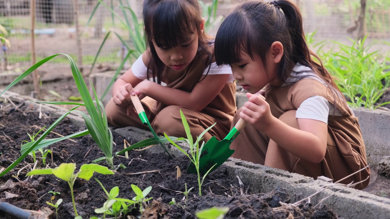 亚洲姐妹在后院菜园种植幼树。视频下载