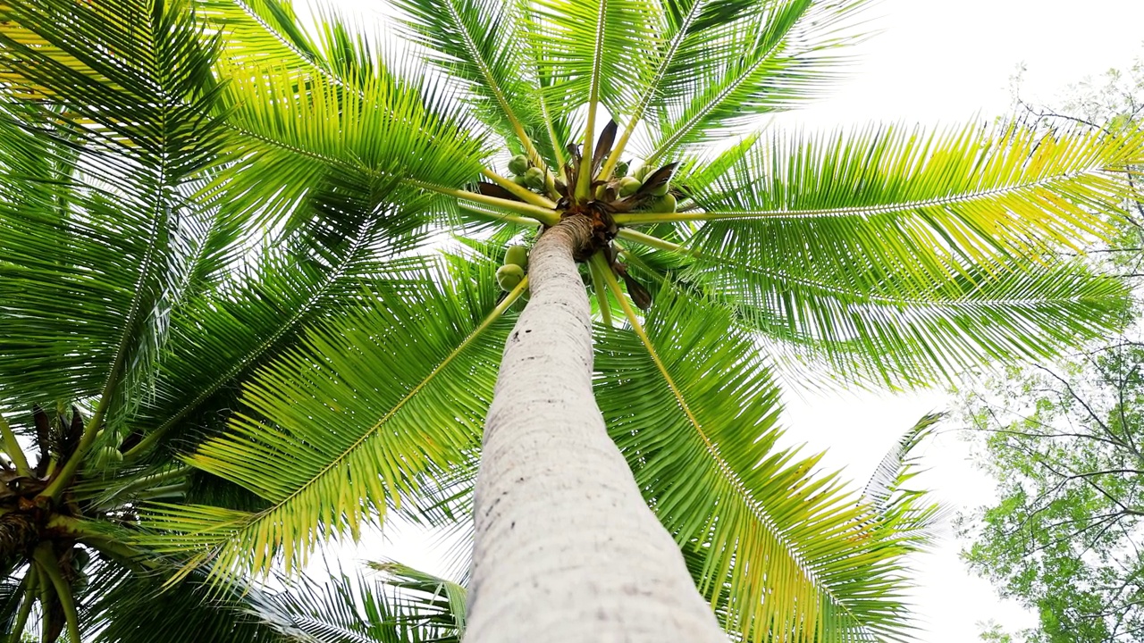 抬头看一棵椰子树视频下载