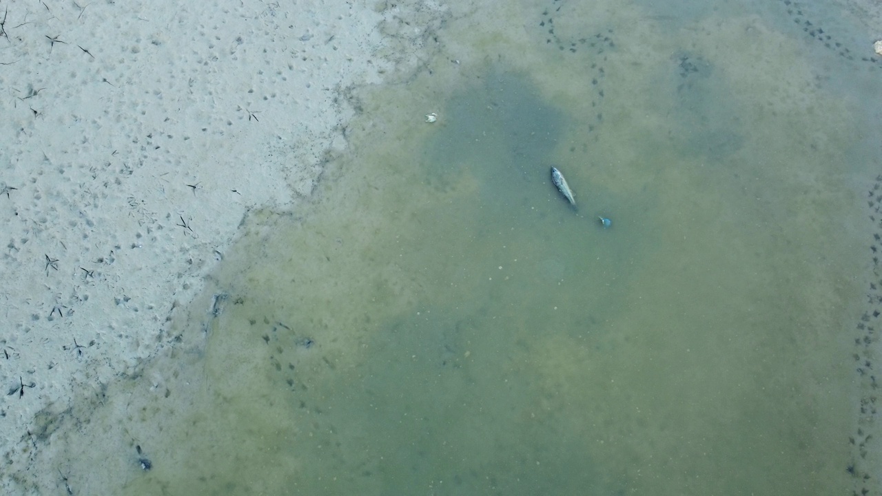 从空中俯瞰，干涸的河床上满是死鱼。视频素材