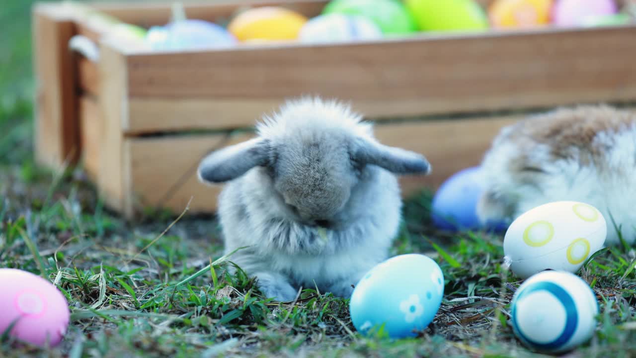 可爱的兔子霍兰德垂普在花园里清洁自己视频下载