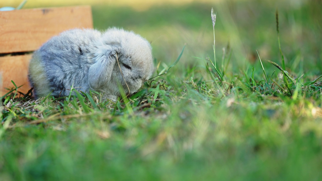 可爱的兔子荷兰垂波在花园里吃新鲜的草视频素材