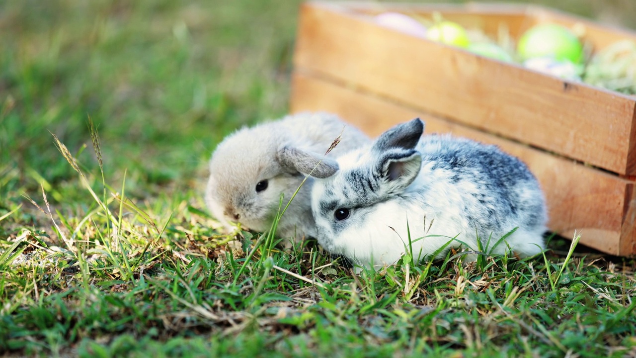 可爱的兔子荷兰垂波在花园里吃新鲜的草视频素材