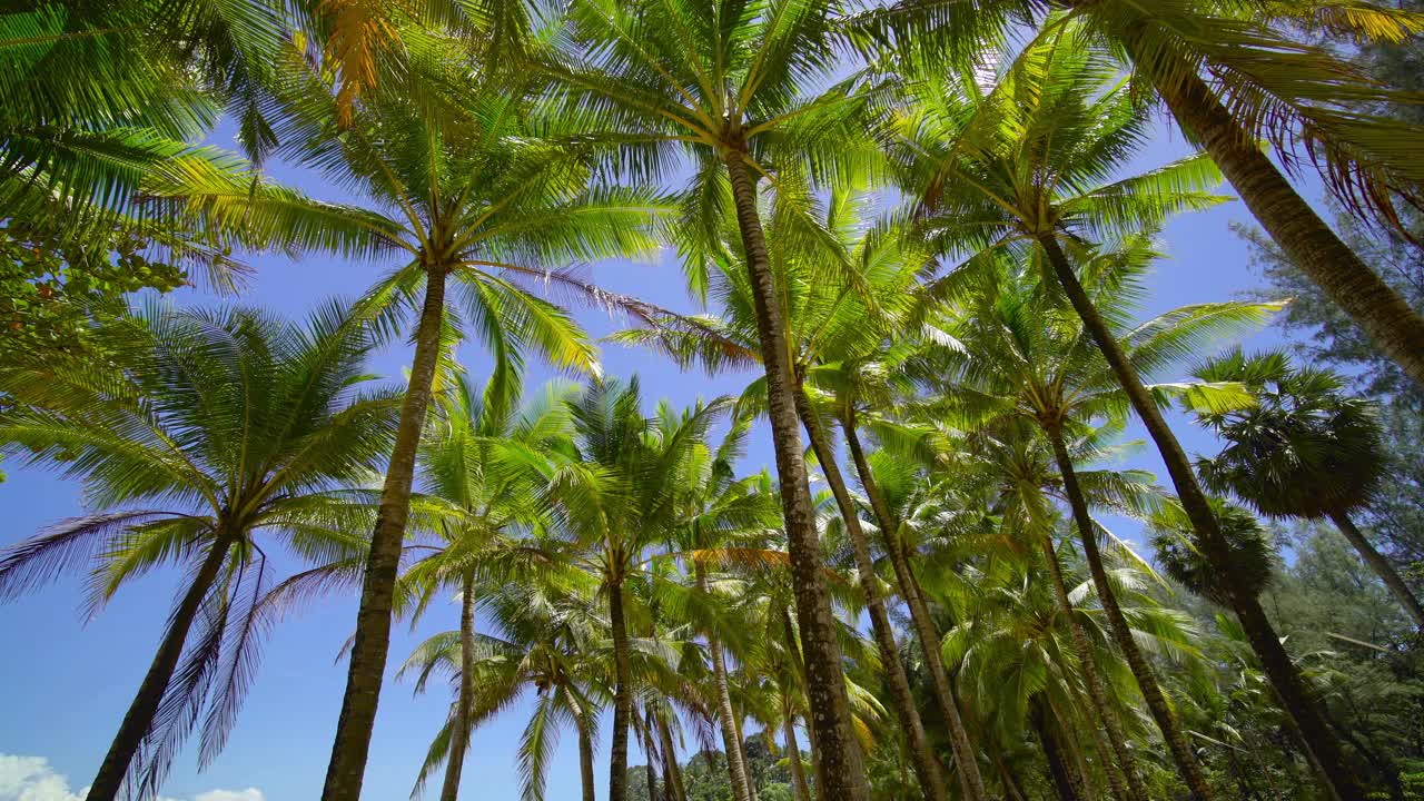 阳光下的棕榈树(4k 3840x2160p29.97fps)视频素材