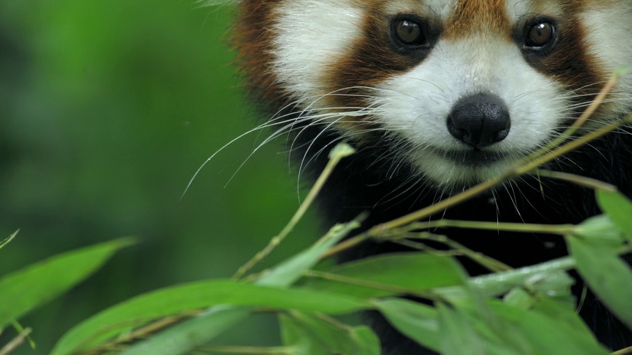 小熊猫在森林里吃竹叶，中国视频下载
