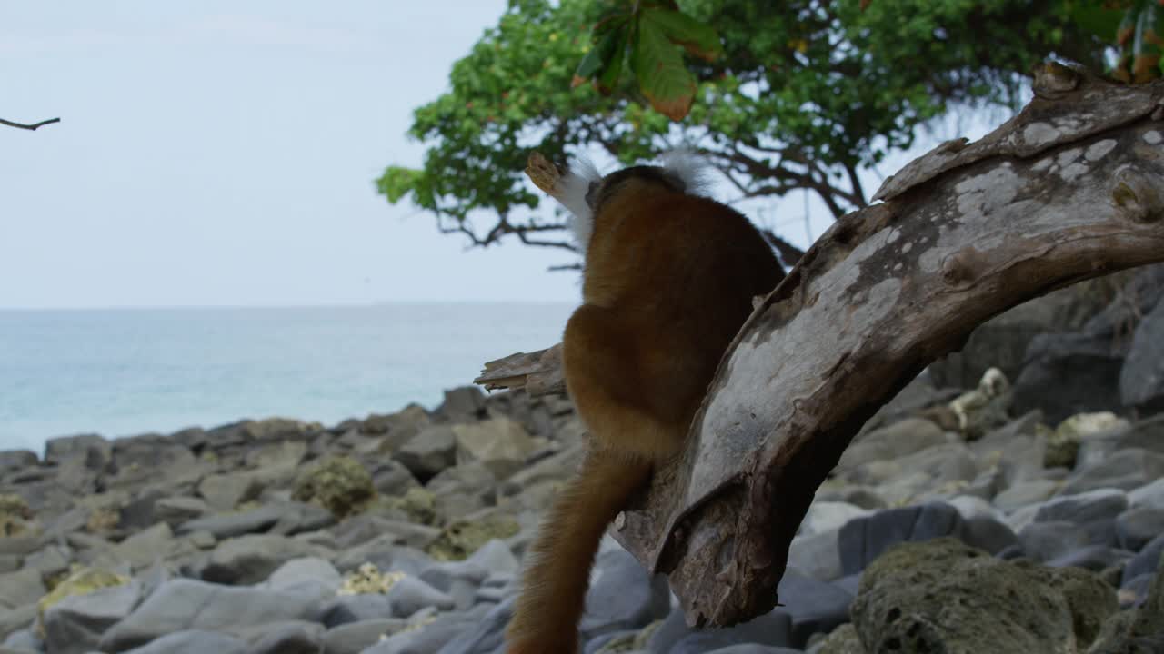 MS雌性黑狐猴坐在树上望向大海视频下载