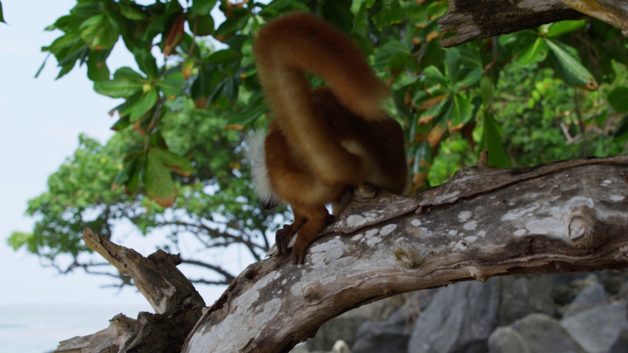 雌性黑狐猴嗅到树枝的气味，然后从岸上的树上跳下来视频下载