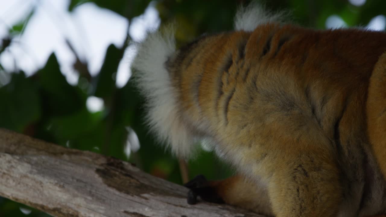 侧影CU雌性黑狐猴从树枝向外看视频下载