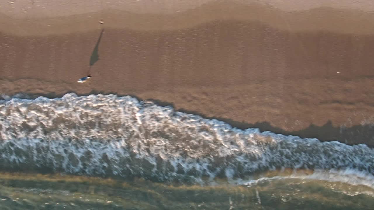 当黄貂鱼在浅水区游泳时，海浪在海滩上撞击视频下载
