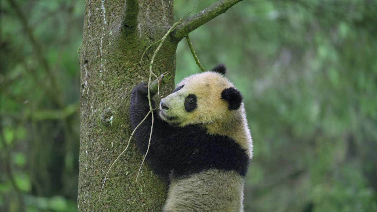中国，年轻的大熊猫在森林里啃树枝视频素材
