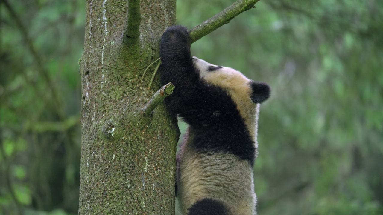 中国，年轻的大熊猫在森林里啃树枝视频素材