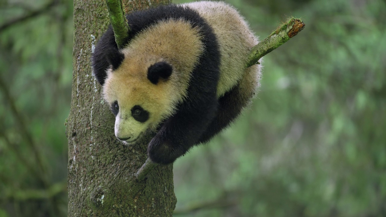 年轻的大熊猫在中国森林的树上视频素材