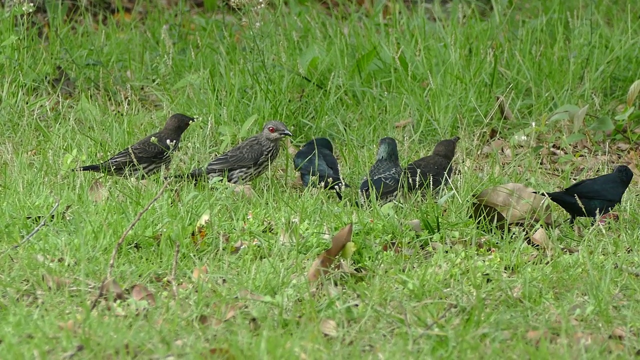 亚洲油光椋鸟在草地上吃棕榈油水果视频素材