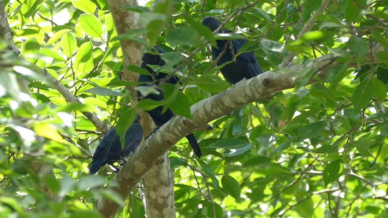 栖息在树枝上的亚洲八哥鸟视频素材