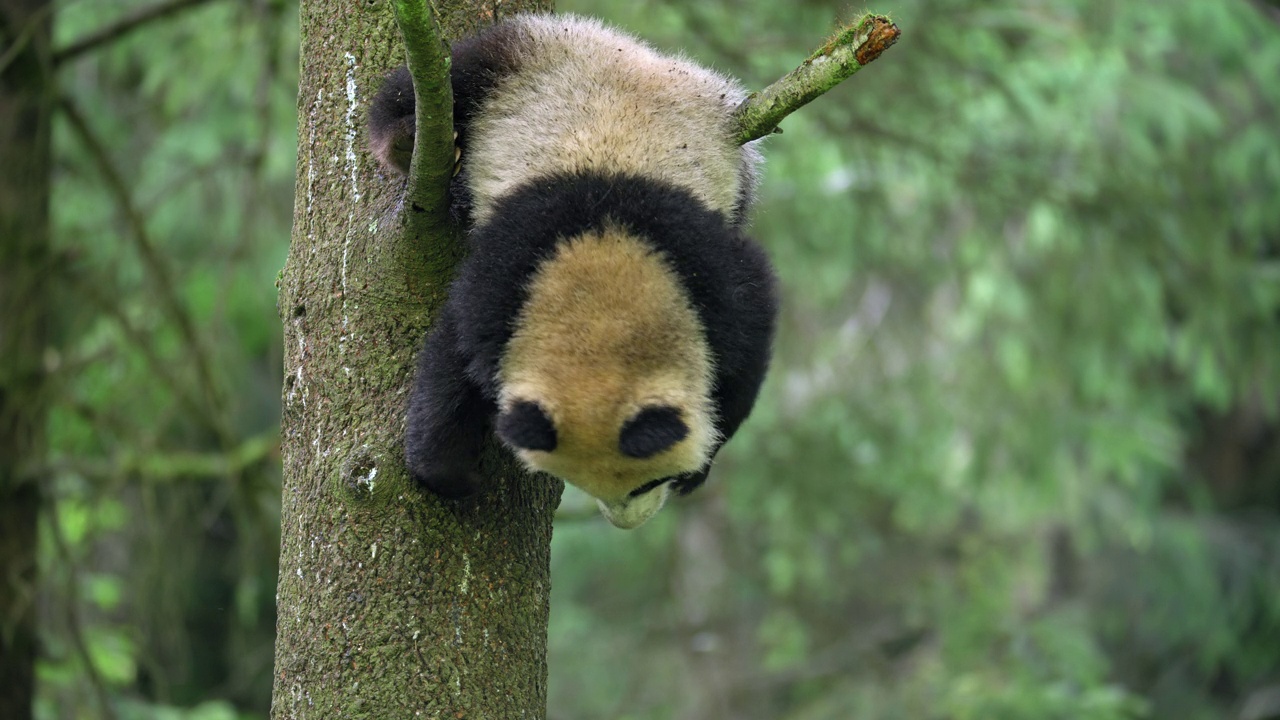 年轻的大熊猫在中国森林的树上视频素材