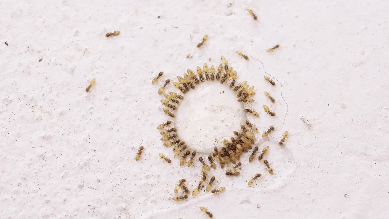 4K俯视图蚂蚁吃液体毒药杀手陷阱视频下载
