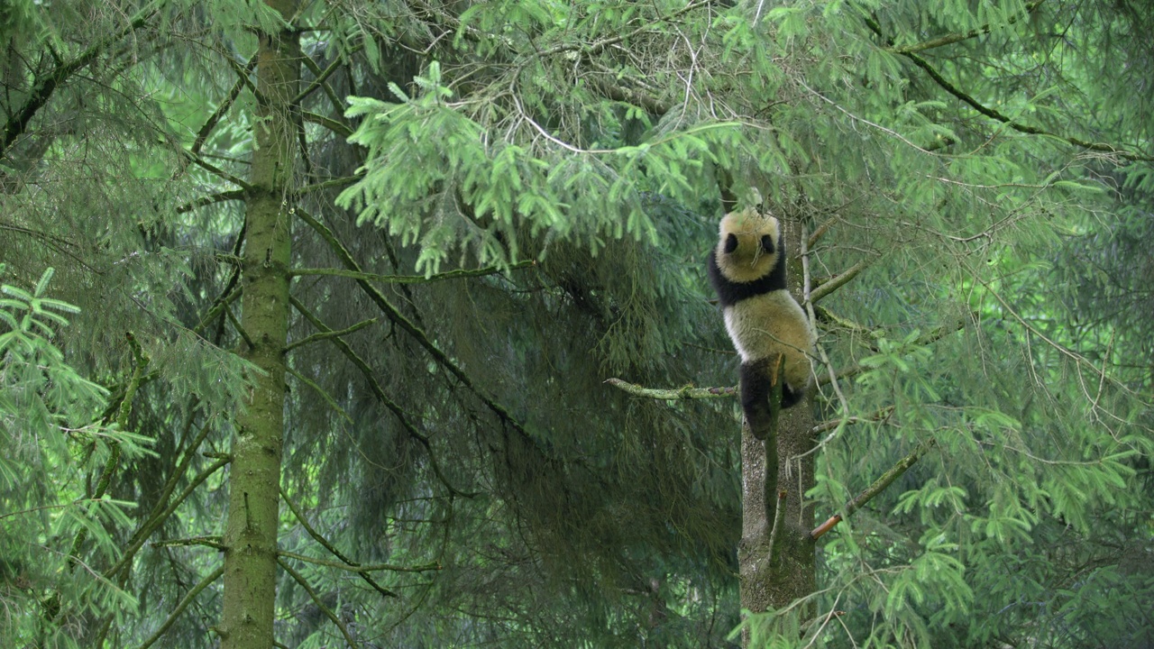 年轻的大熊猫在中国森林的树上视频下载