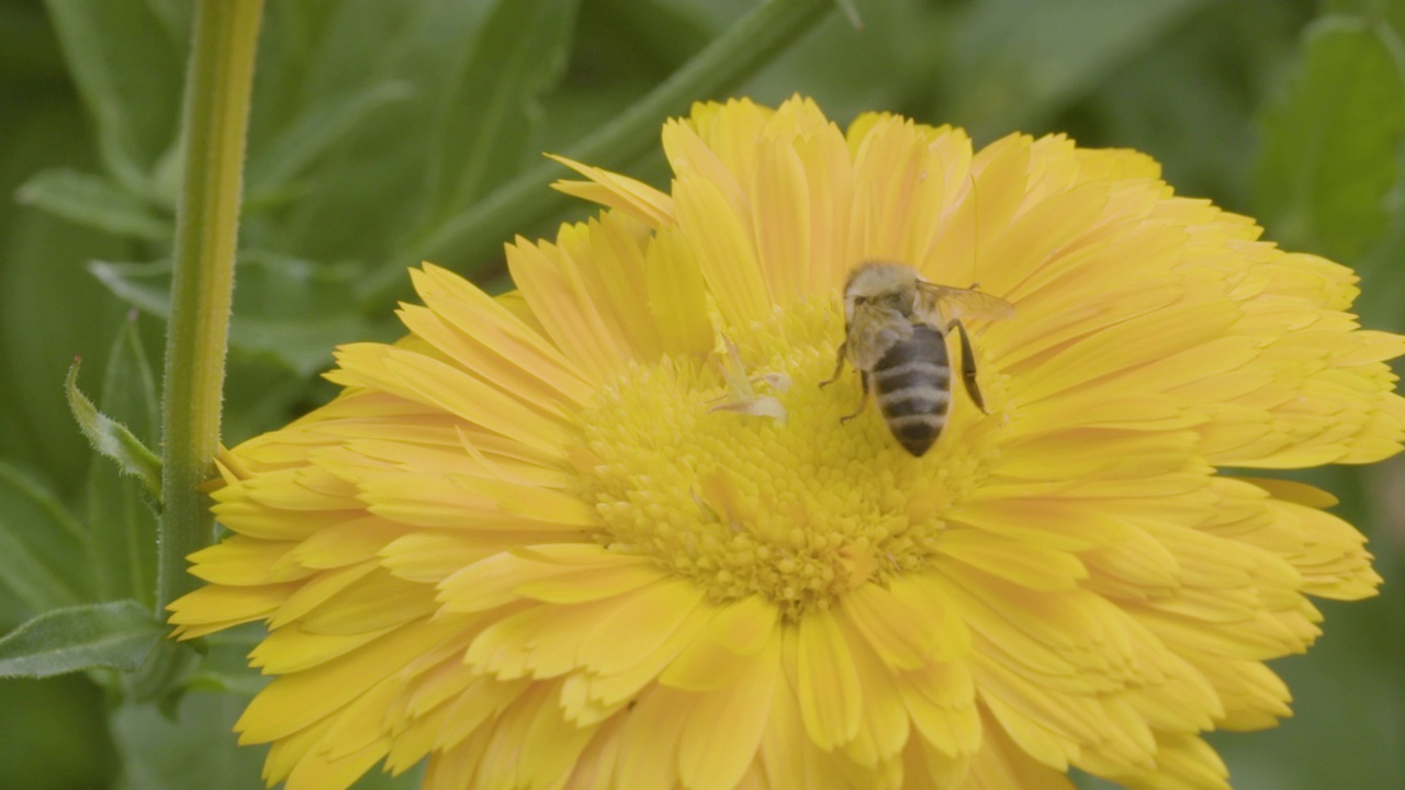 蜜蜂在采花视频素材