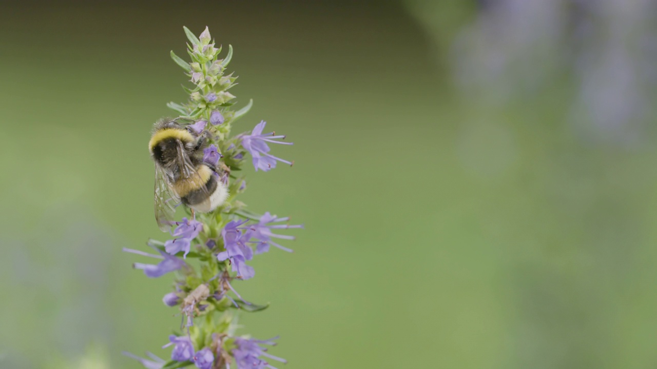 一只大黄蜂正在觅食一朵花视频素材