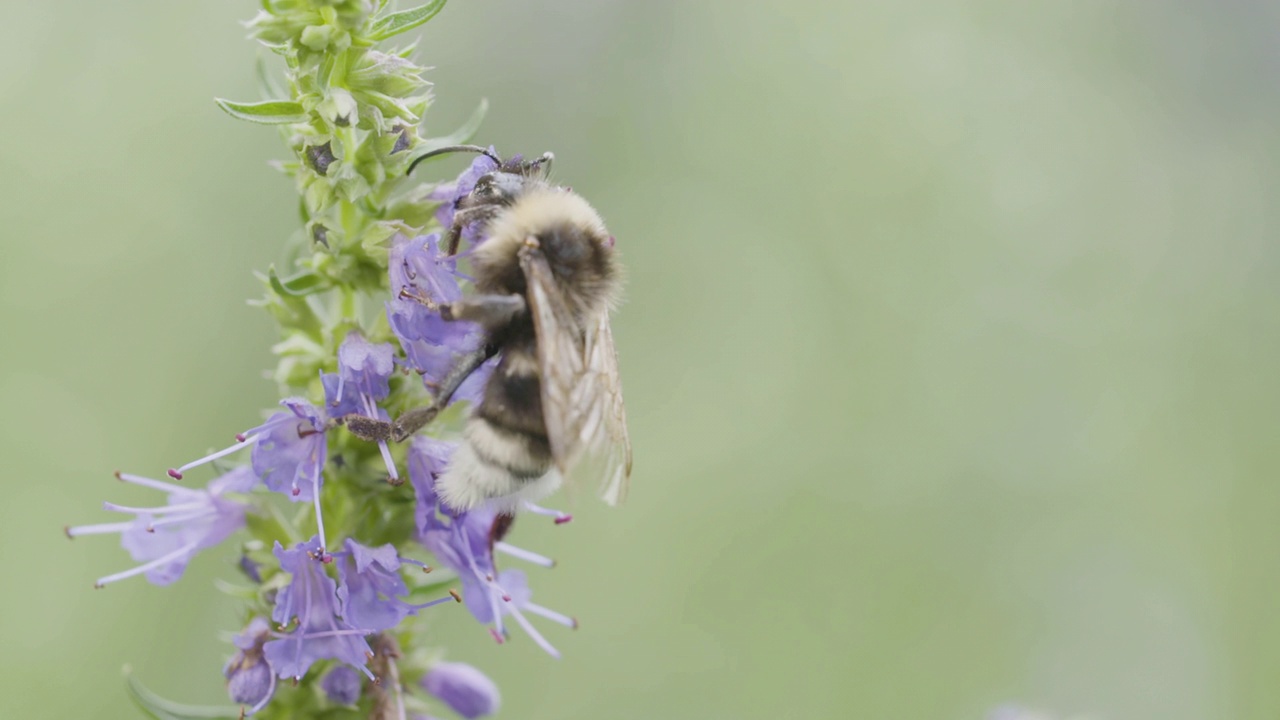 一只大黄蜂正在觅食一朵花视频素材