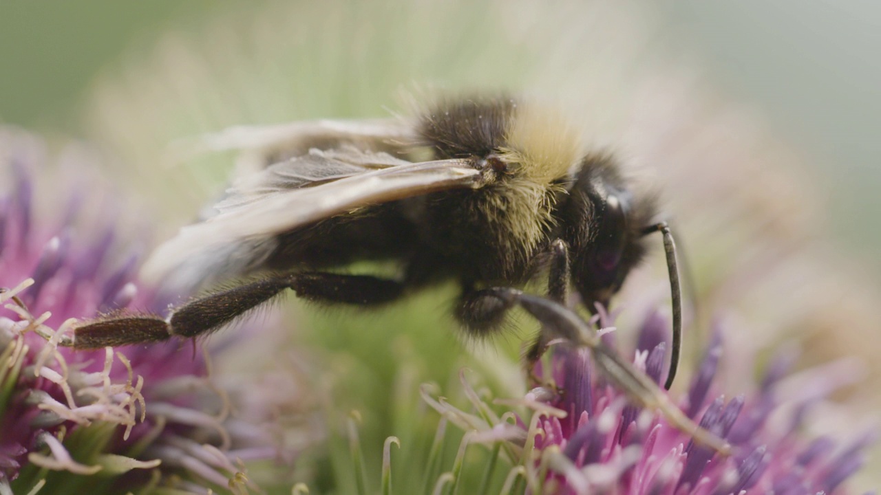 蜜蜂在采花视频素材