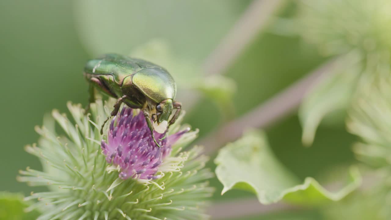 甲虫吃花视频素材