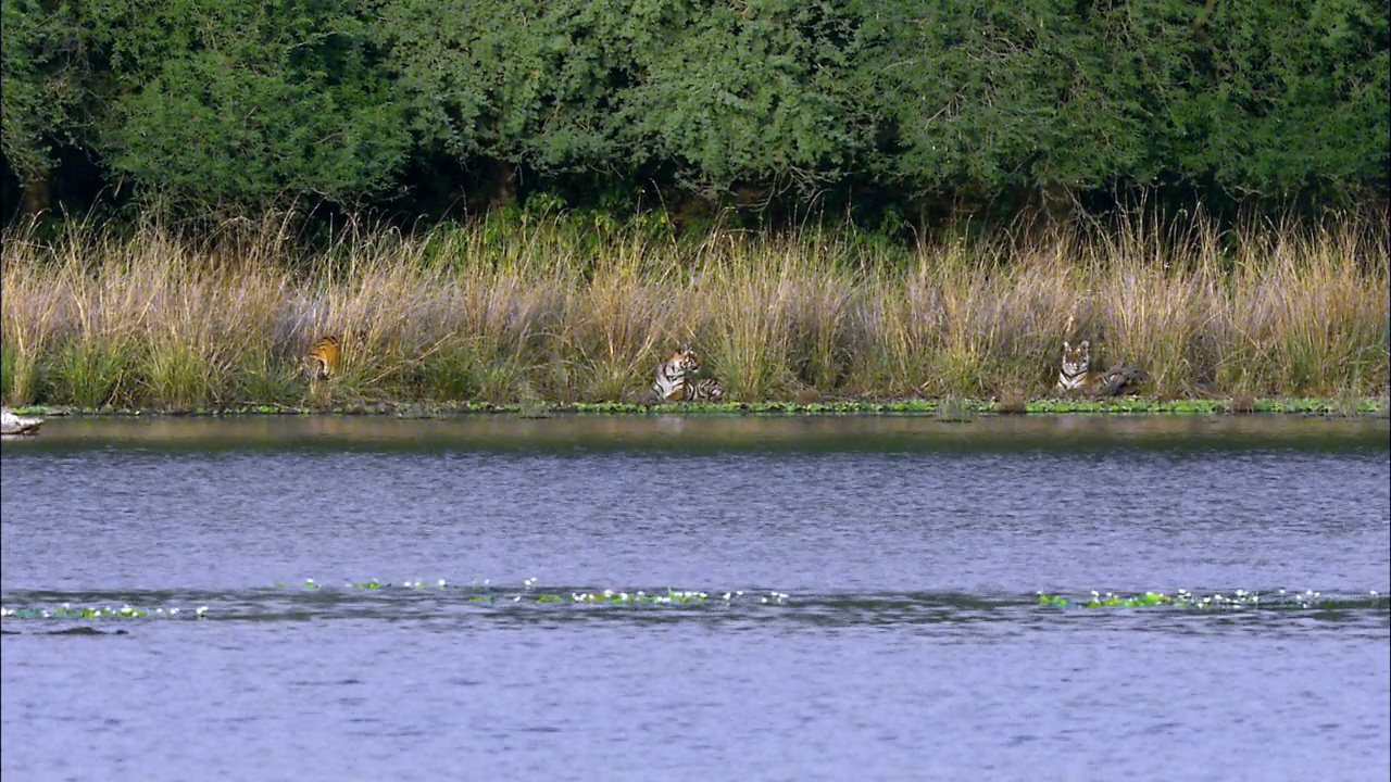 三只幼小的老虎坐在水边的草丛前，其中一只离开了视野视频下载