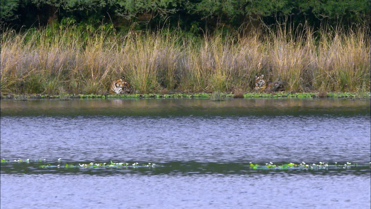 两只小老虎在水边休息，整理自己的长枪视频下载