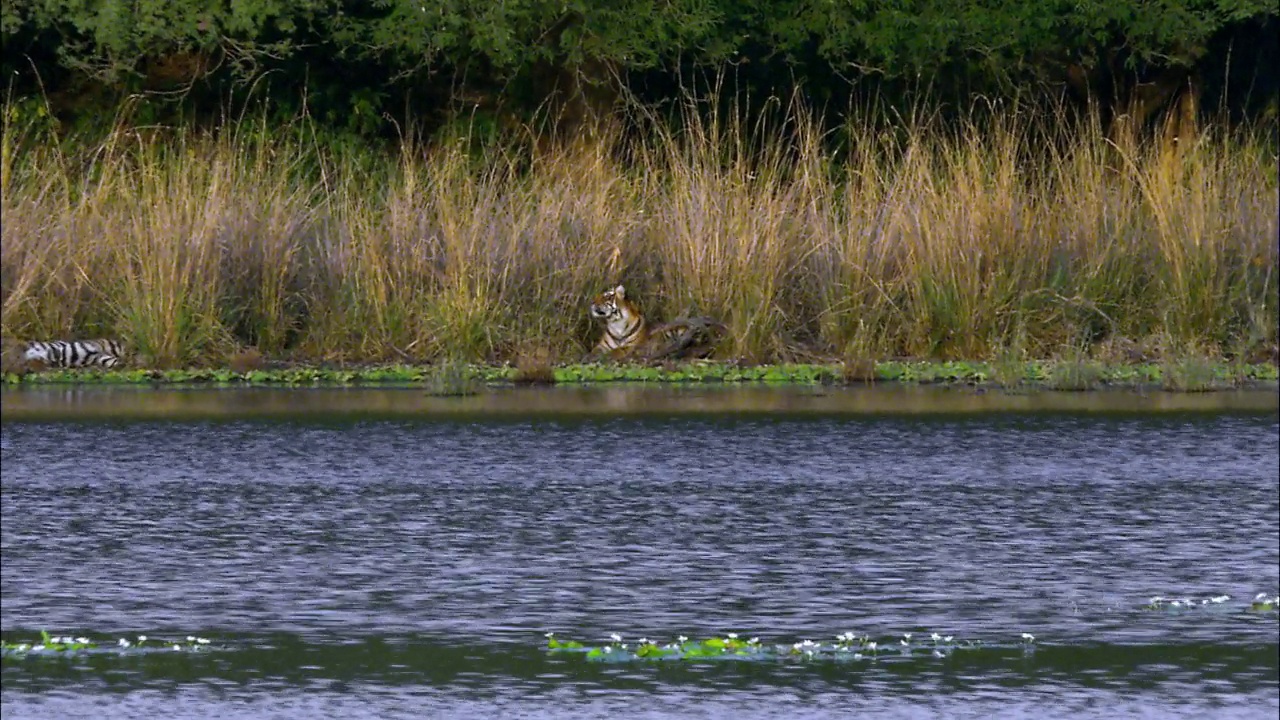 小老虎坐在水边放松-放大镜头视频下载